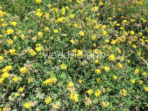 trefoil, birdsfoot